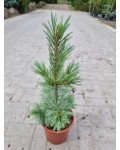 Pinus flexilis ’Cessarini Blue’